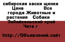 сибирская хаски щенки › Цена ­ 10 000 - Все города Животные и растения » Собаки   . Забайкальский край,Чита г.